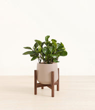 Load image into Gallery viewer, Eternal Gray stand:walnut