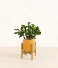 Load image into Gallery viewer, Mustard stand:bamboo
