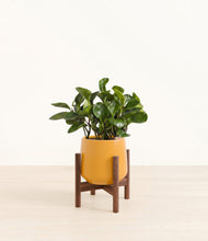 Load image into Gallery viewer, Mustard stand:walnut