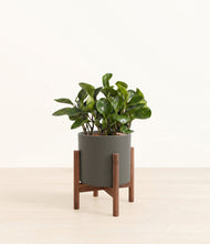 Load image into Gallery viewer, Dark Olive stand:walnut
