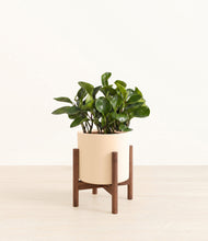 Load image into Gallery viewer, Cream stand:walnut