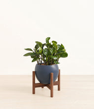 Load image into Gallery viewer, Deep Navy stand:walnut
