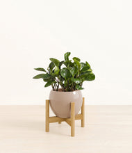 Load image into Gallery viewer, Desert Brown stand:bamboo