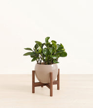 Load image into Gallery viewer, Desert Brown stand:walnut