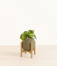 Load image into Gallery viewer, Olive stand:bamboo