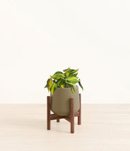 Load image into Gallery viewer, Olive stand:walnut