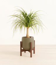 Load image into Gallery viewer, Olive stand:walnut