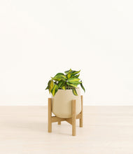 Load image into Gallery viewer, Almond Green stand:bamboo
