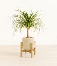 Load image into Gallery viewer, Almond Green stand:bamboo