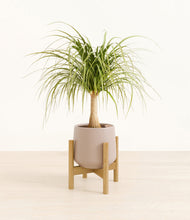 Load image into Gallery viewer, Eternal Gray stand:bamboo