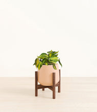 Load image into Gallery viewer, Gentle Pink stand:walnut