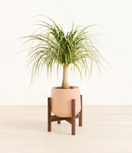 Load image into Gallery viewer, Gentle Pink stand:walnut