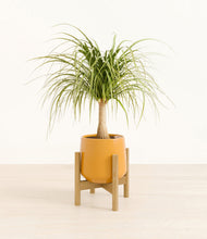 Load image into Gallery viewer, Mustard stand:bamboo