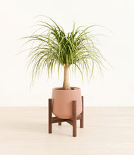 Load image into Gallery viewer, Calm Rose stand:walnut
