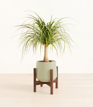 Load image into Gallery viewer, Turquoise stand:walnut