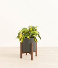 Load image into Gallery viewer, Dark Olive stand:walnut