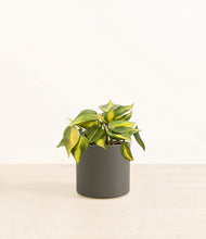 Load image into Gallery viewer, Dark Olive*****Profile