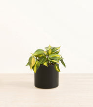 Load image into Gallery viewer, Black*****Profile