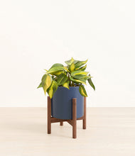 Load image into Gallery viewer, Deep Navy stand:walnut