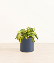 Load image into Gallery viewer, Deep Navy*****Profile