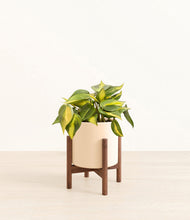 Load image into Gallery viewer, Cream stand:walnut