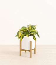 Load image into Gallery viewer, White stand:bamboo