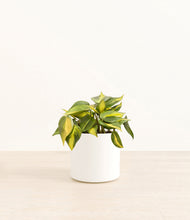 Load image into Gallery viewer, White*****Profile