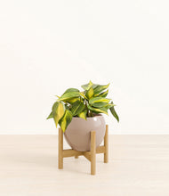 Load image into Gallery viewer, Desert Brown stand:bamboo