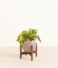 Load image into Gallery viewer, Desert Brown stand:walnut