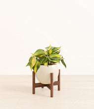 Load image into Gallery viewer, Shiny EggWhite stand:walnut