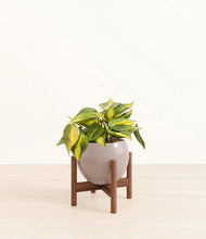 Load image into Gallery viewer, Winter Clouds stand:walnut