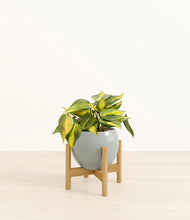 Load image into Gallery viewer, Deep Ocean stand:bamboo