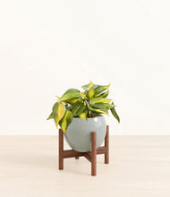 Load image into Gallery viewer, Deep Ocean stand:walnut