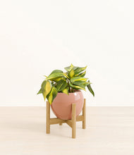 Load image into Gallery viewer, Calm Rose stand:bamboo