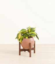 Load image into Gallery viewer, Calm Rose stand:walnut