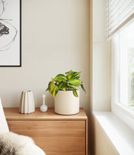 Load image into Gallery viewer, Cream