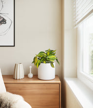 Load image into Gallery viewer, White