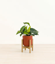 Load image into Gallery viewer, Earth Red stand:bamboo
