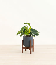 Load image into Gallery viewer, Iron Gray stand:walnut