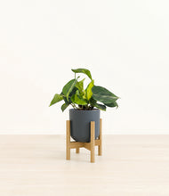 Load image into Gallery viewer, Iron Gray stand:bamboo