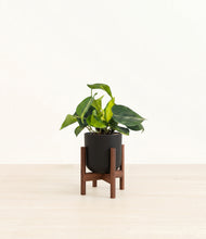 Load image into Gallery viewer, Stone Black stand:walnut
