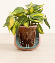 Load image into Gallery viewer, Calm Rose stand:all