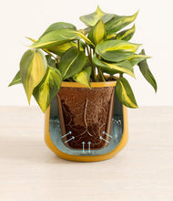 Load image into Gallery viewer, Mustard stand:all