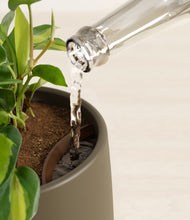 Load image into Gallery viewer, Olive stand:all