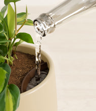 Load image into Gallery viewer, Almond Green stand:all