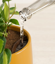 Load image into Gallery viewer, Mustard stand:all