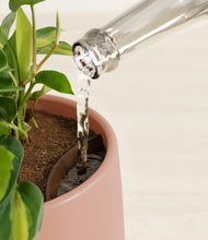 Load image into Gallery viewer, Calm Rose stand:all