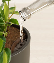 Load image into Gallery viewer, Dark Olive stand:all