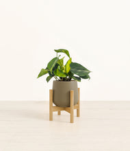 Load image into Gallery viewer, Olive stand:bamboo