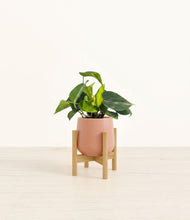 Load image into Gallery viewer, Calm Rose stand:bamboo